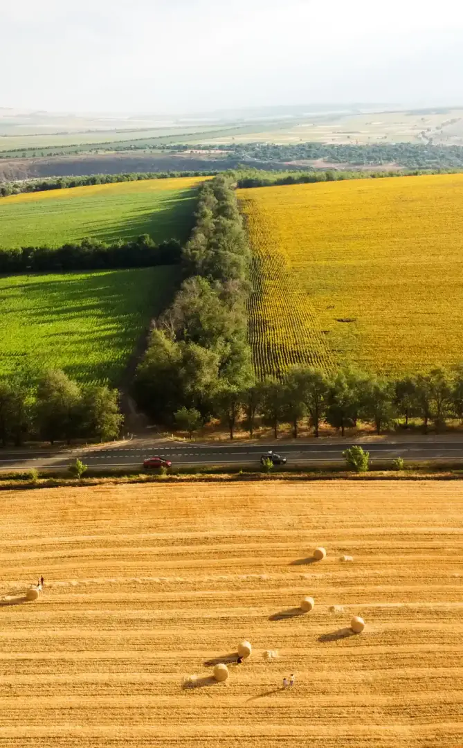 campo cosecha